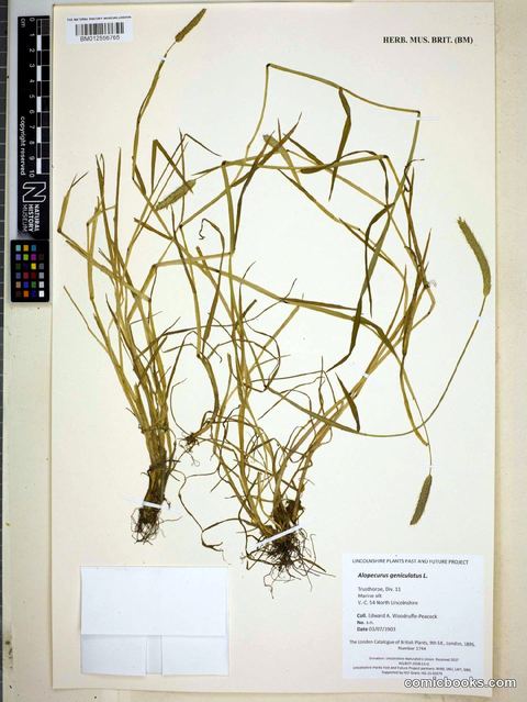 Alopecurus geniculatus L.