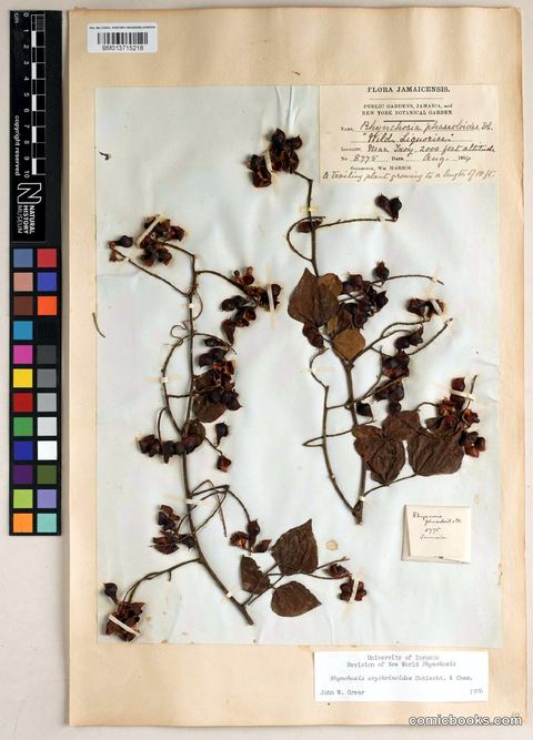 Rhynchosia erythrinoides Schltdl. & Cham. (Herbarium Specimen)