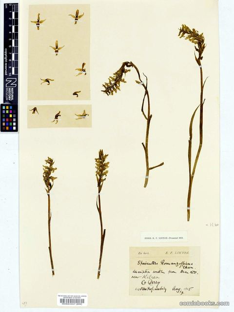 Spiranthes romanzoffiana Cham. & Schltdl.