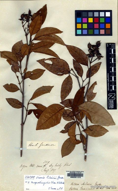 Vismia magnoliifolia Cham. & Schltdl. — Isotype Herbarium Specimen