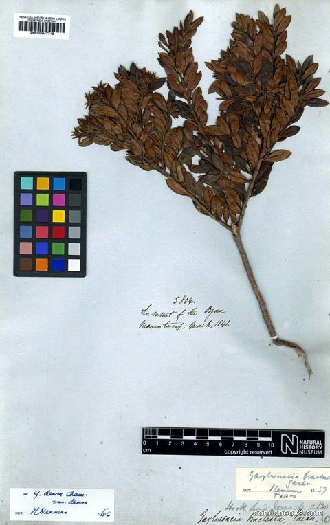 Gaylussacia densa Cham. (Herbarium Specimen)