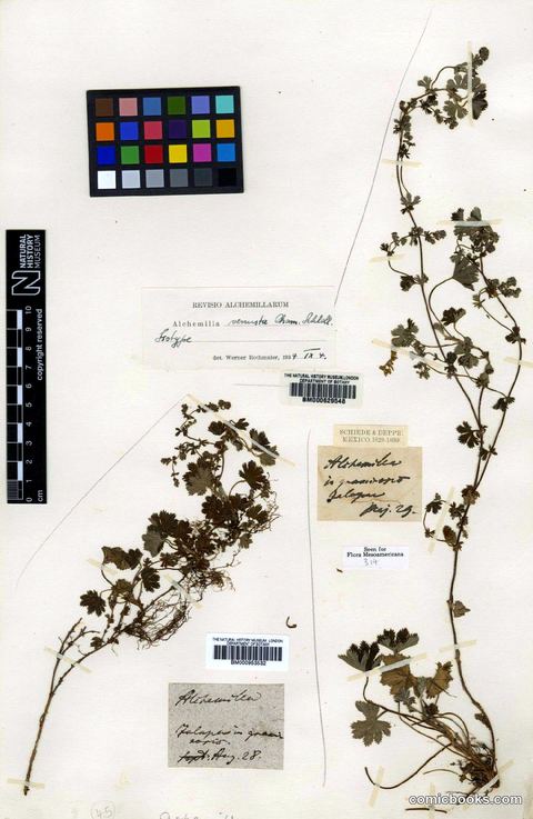 Alchemilla venusta Cham. & Schltdl.