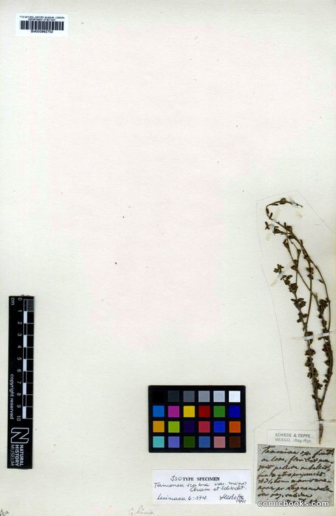 Herbarium Specimen: Tamonea scabra var. minor Schltdl. & Cham.