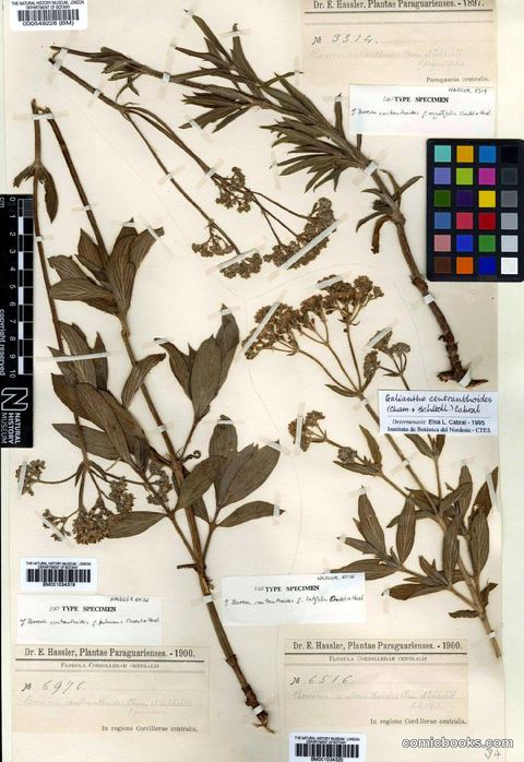 Galianthe centranthoides (Cham. & Schltdl.) Cabral