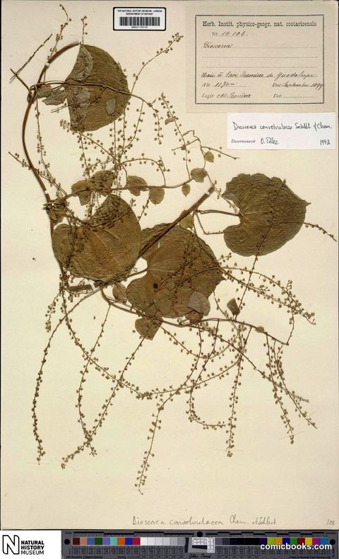 Dioscorea convolvulacea Cham. & Schltdl.