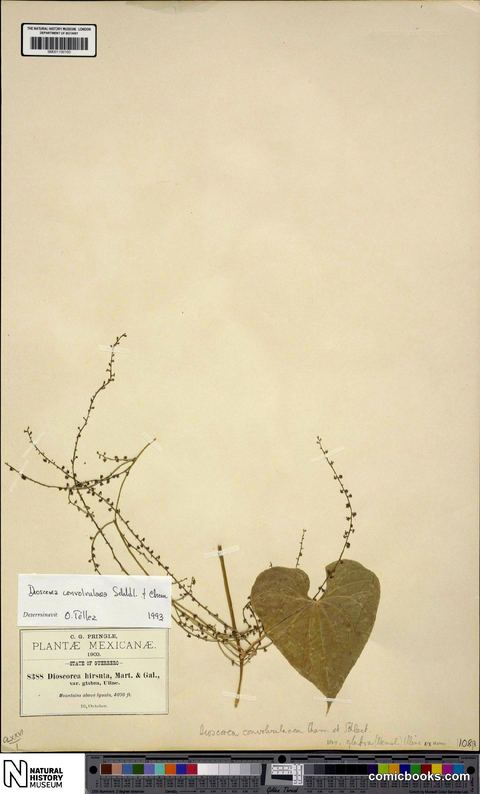 Dioscorea convolvulacea Cham. & Schltdl.