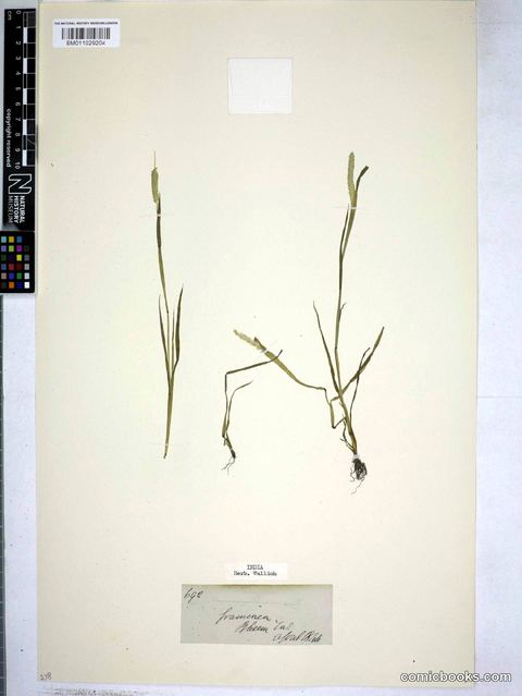 Alopecurus geniculatus L.