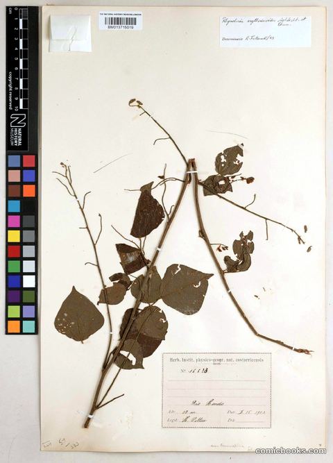 Rhynchosia erythrinoides Schltdl. & Cham.
