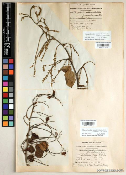 Rhynchosia erythrinoides Schltdl. & Cham.