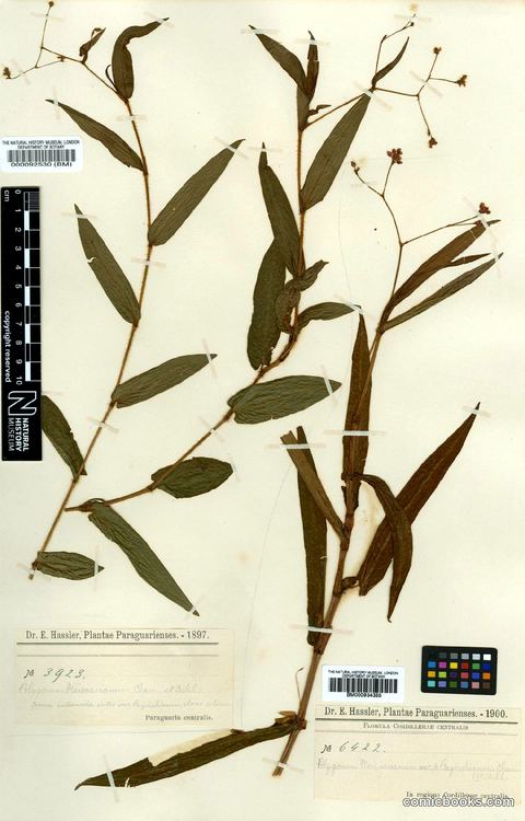 Polygonum meisnerianum var. beychianum (Cham. & Schltdl.) Meisn