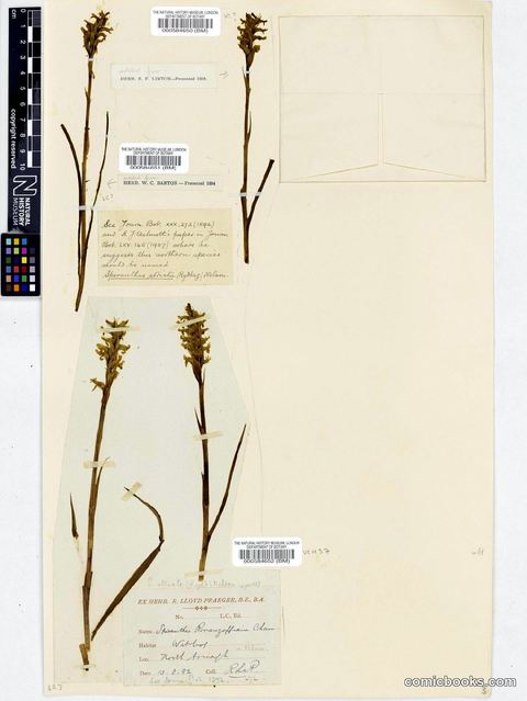 Spiranthes romanzoffiana Cham. & Schltdl.