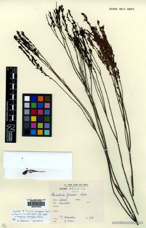 Microlicia formosa Cham. — Herbarium Specimen, Natural History Museum, London