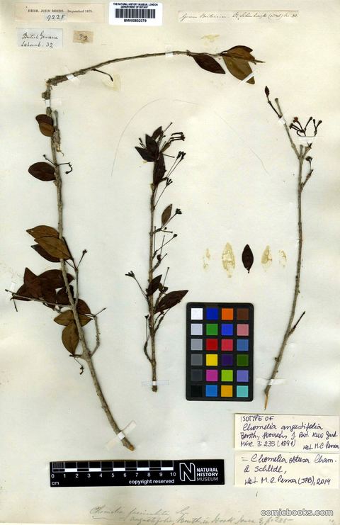 Chomelia obtusa Cham. & Schltdl.