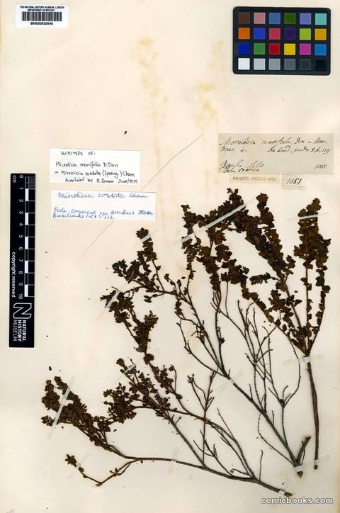 Microlicia cordata (Spreng.) Cham.