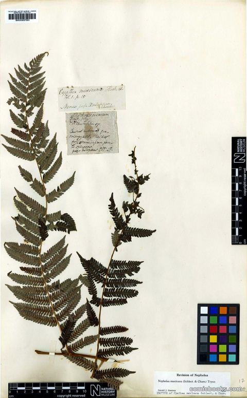 Nephelea mexicana (Schltdl. & Cham.) R.M.Tryon