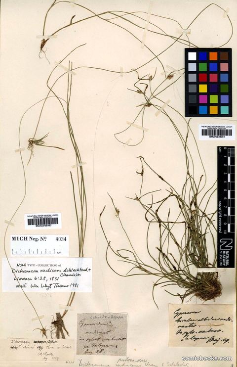 Herbarium Type Specimen: Rhynchospora radicans