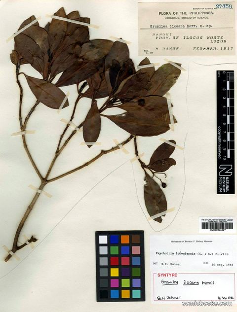 Psychotria luzoniensis (Cham. & Schltdl.) Fern.-Vill. — Herbarium Specimen