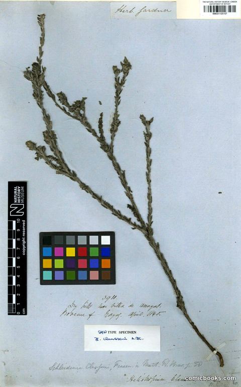 Herbarium Type Specimen: *Heliotropium salicioides* Cham.