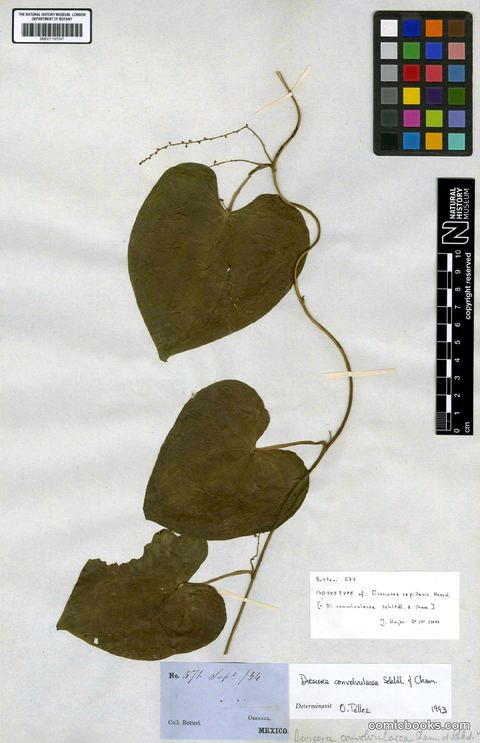 Dioscorea convolvulacea Cham. & Schltdl.
