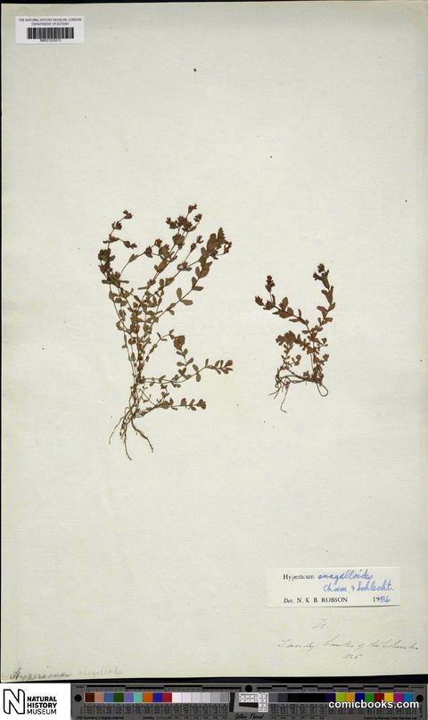 Hypericum anagalloides Cham. & Schltdl.