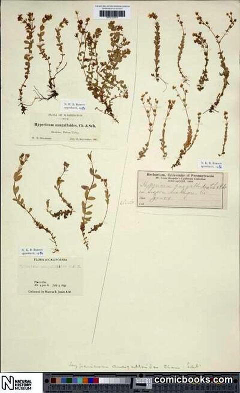 Hypericum anagalloides Cham. & Schltdl.