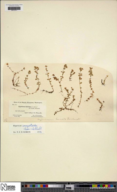 Hypericum anagalloides Cham. & Schltdl.