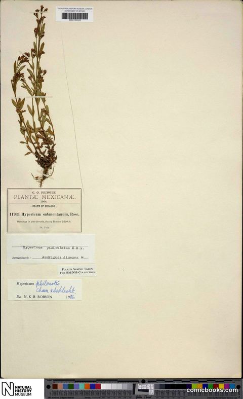Hypericum philonotis Cham. & Schltdl.