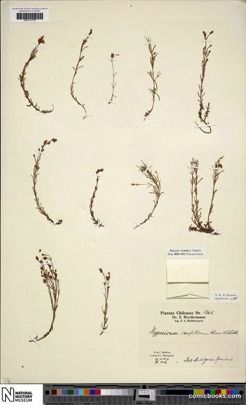 Hypericum caespitosum Cham. & Schltdl.