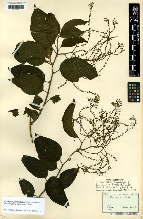 Myriopus paniculatus (Cham.) Feuillet — Herbarium Type Specimen