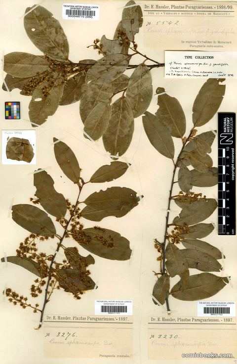 Prunus brasiliensis (Cham. & Schltdl.) D.Dietr.