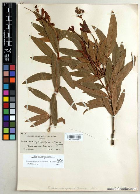 Eriosema grandiflorum (Schltdl. & Cham.) G.Don