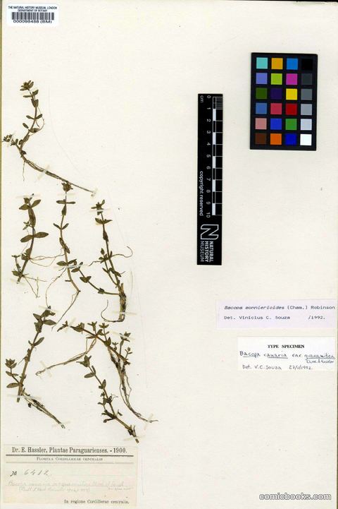 Bacopa monnierioides (Cham.) B.L.Rob.