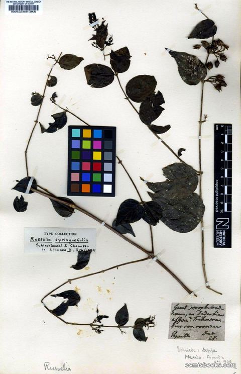 Russelia syringaefolia Schltdl. & Cham.