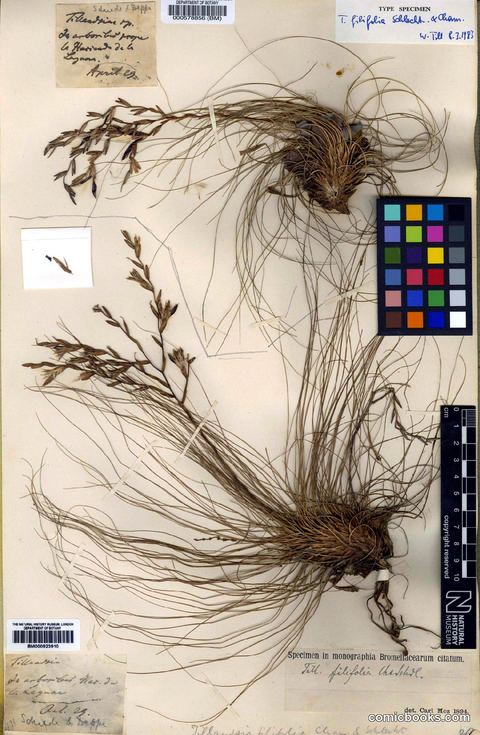 Tillandsia filifolia Schltdl. & Cham.
