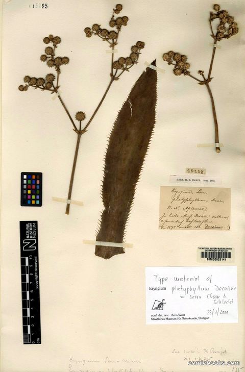 Eryngium serra Cham. & Schltdl. — Herbarium Type Specimen
