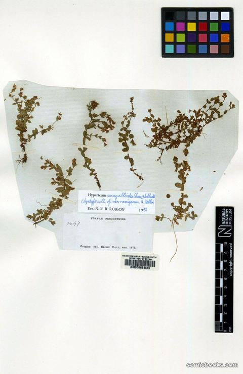 Hypericum anagalloides Cham. & Schltdl.
