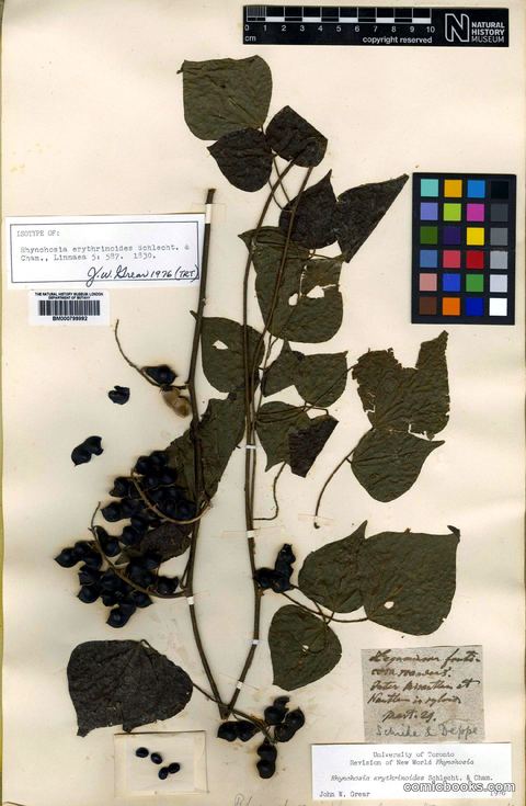 Rhynchosia erythrinoides Schltdl. & Cham.