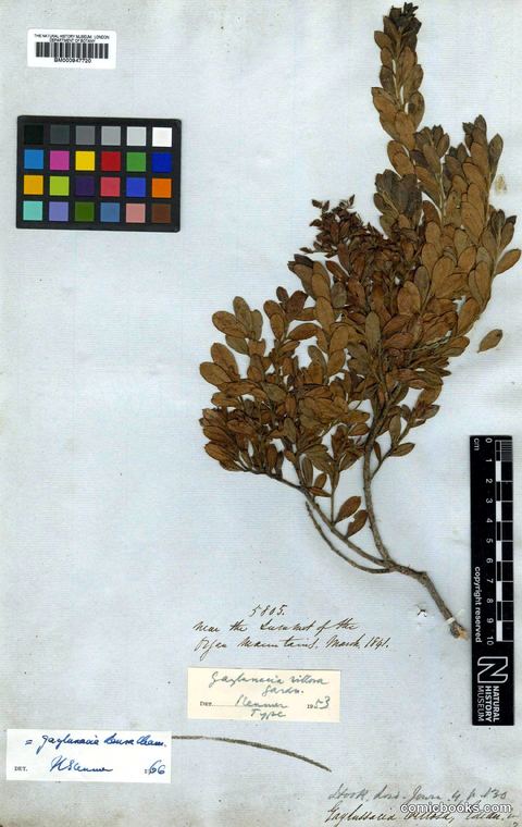 Gaylussacia densa Cham. (Huckleberry): Herbarium Specimen