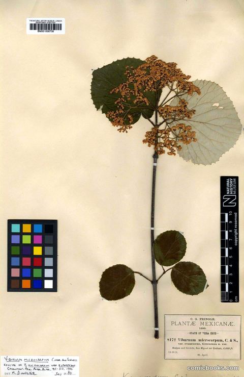 Viburnum microcarpum Schltdl. & Cham.