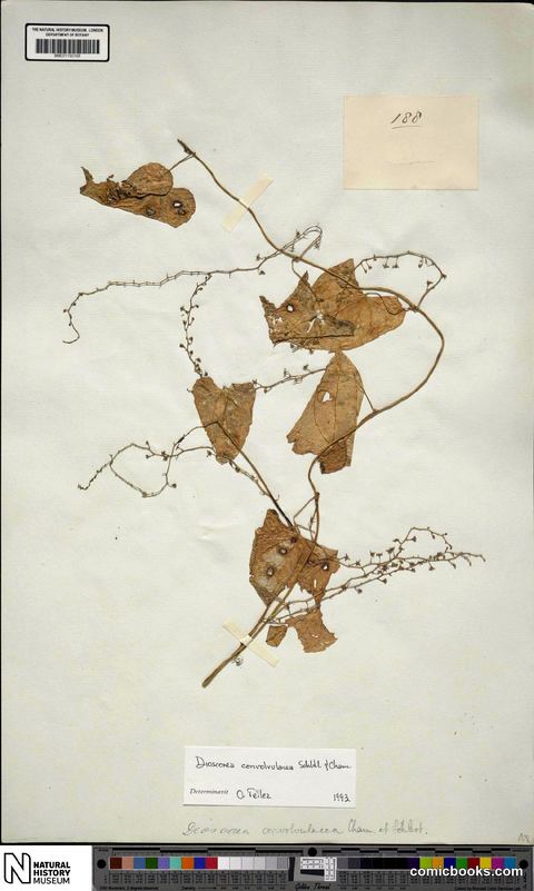 Dioscorea convolvulacea Cham. & Schltdl.