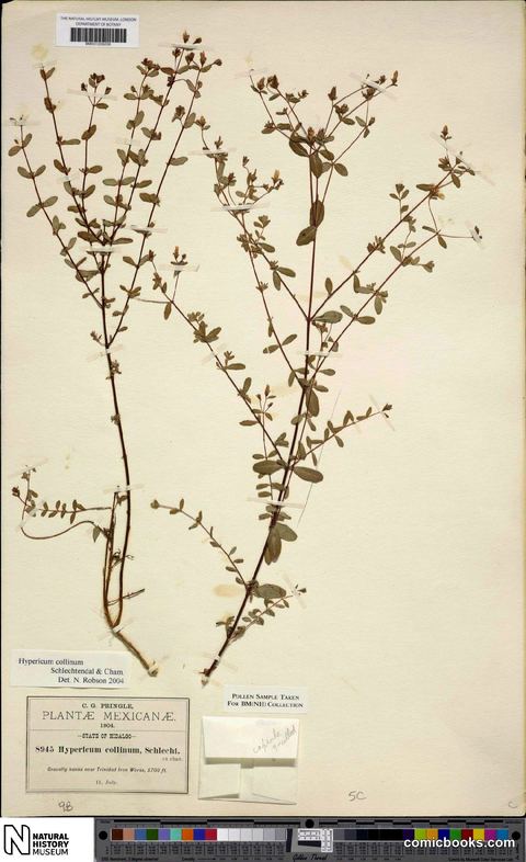 Hypericum collinum Cham. & Schltdl.