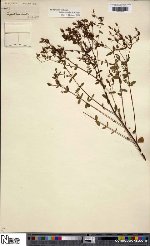 Hypericum collinum Cham. & Schltdl.