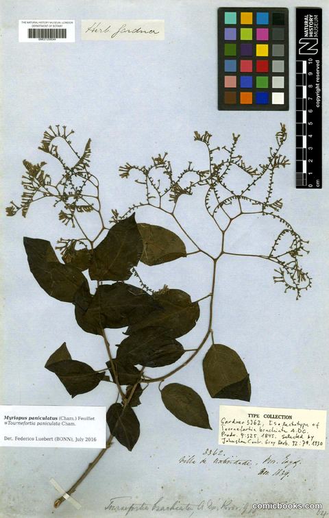 Myriopus paniculatus (Cham.) Feuillet