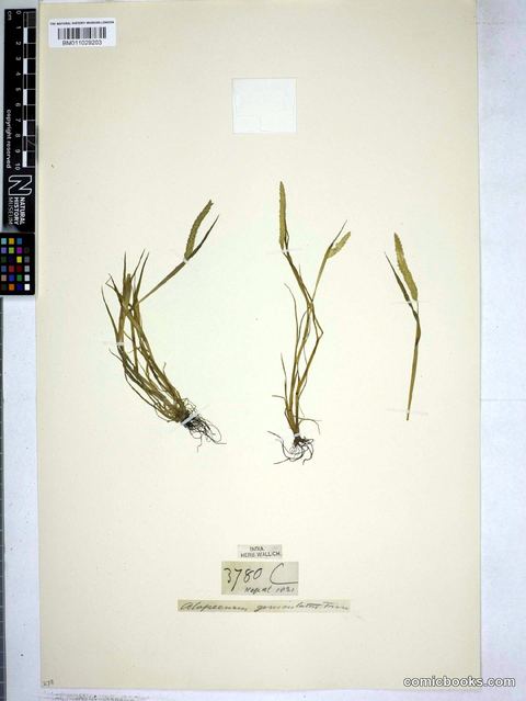 Alopecurus geniculatus L.