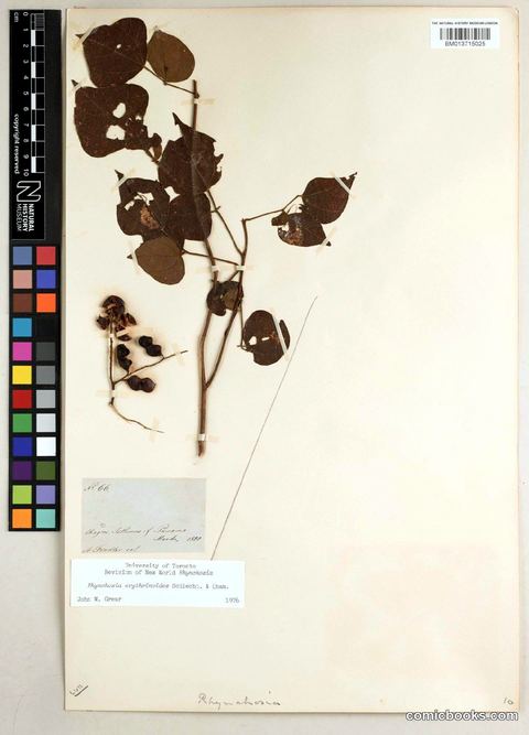 Rhynchosia erythrinoides Schltdl. & Cham.