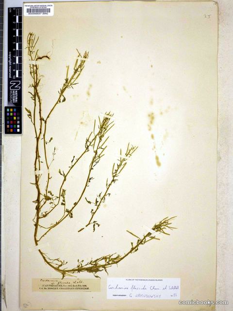 Cardamine flaccida Cham. & Schltdl.
