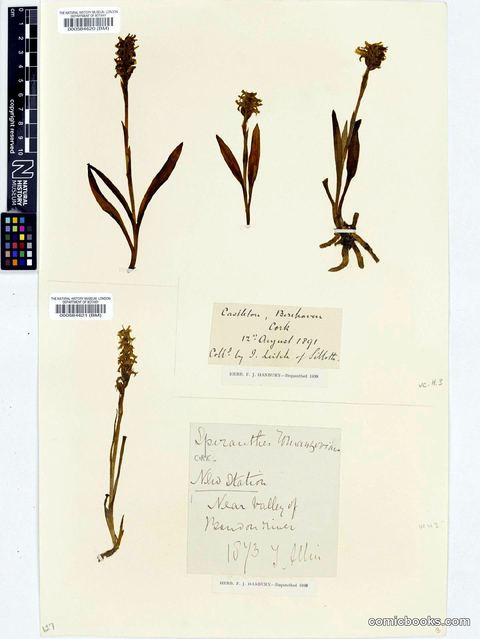 Spiranthes romanzoffiana Cham. & Schltdl.