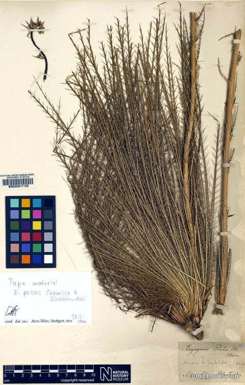 Eryngium pristis Cham. & Schltdl.