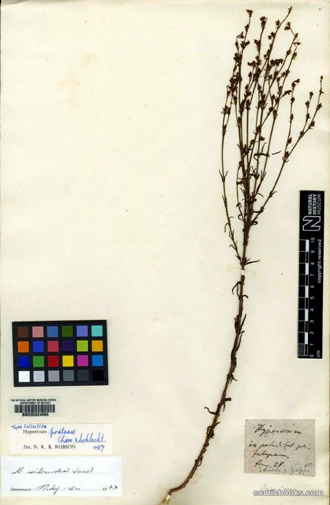 Hypericum pratense Schltdl. & Cham. (Type Specimen)