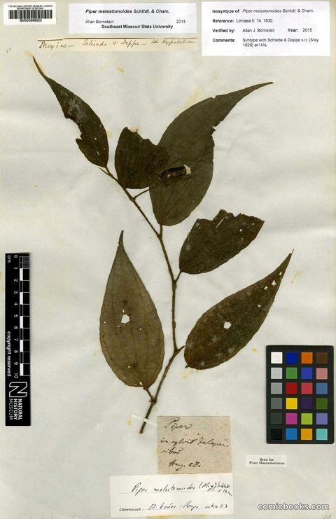 Piper melastomoides Schltdl. & Cham.